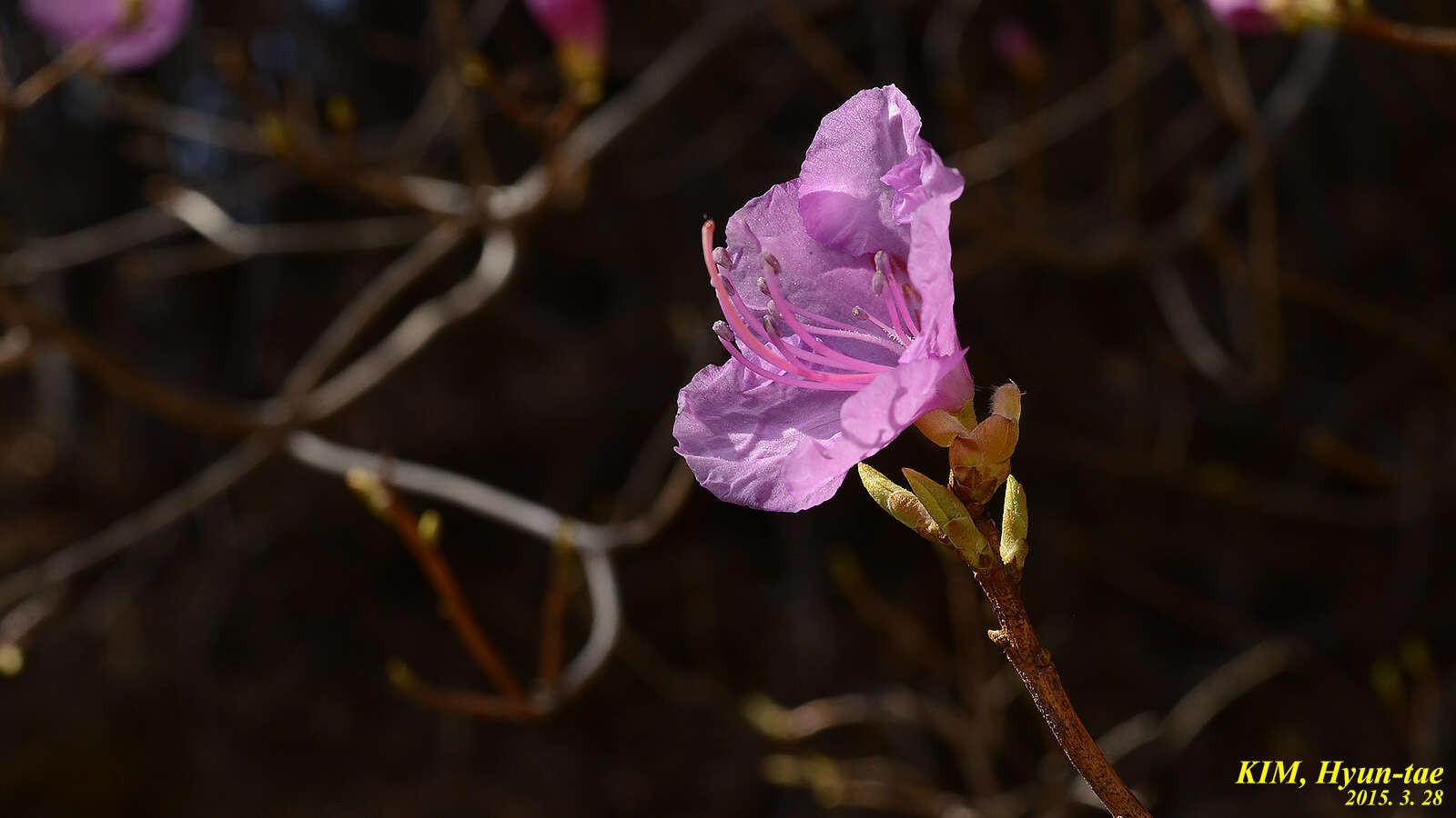 Image de Rhododendron mucronulatum Turcz.