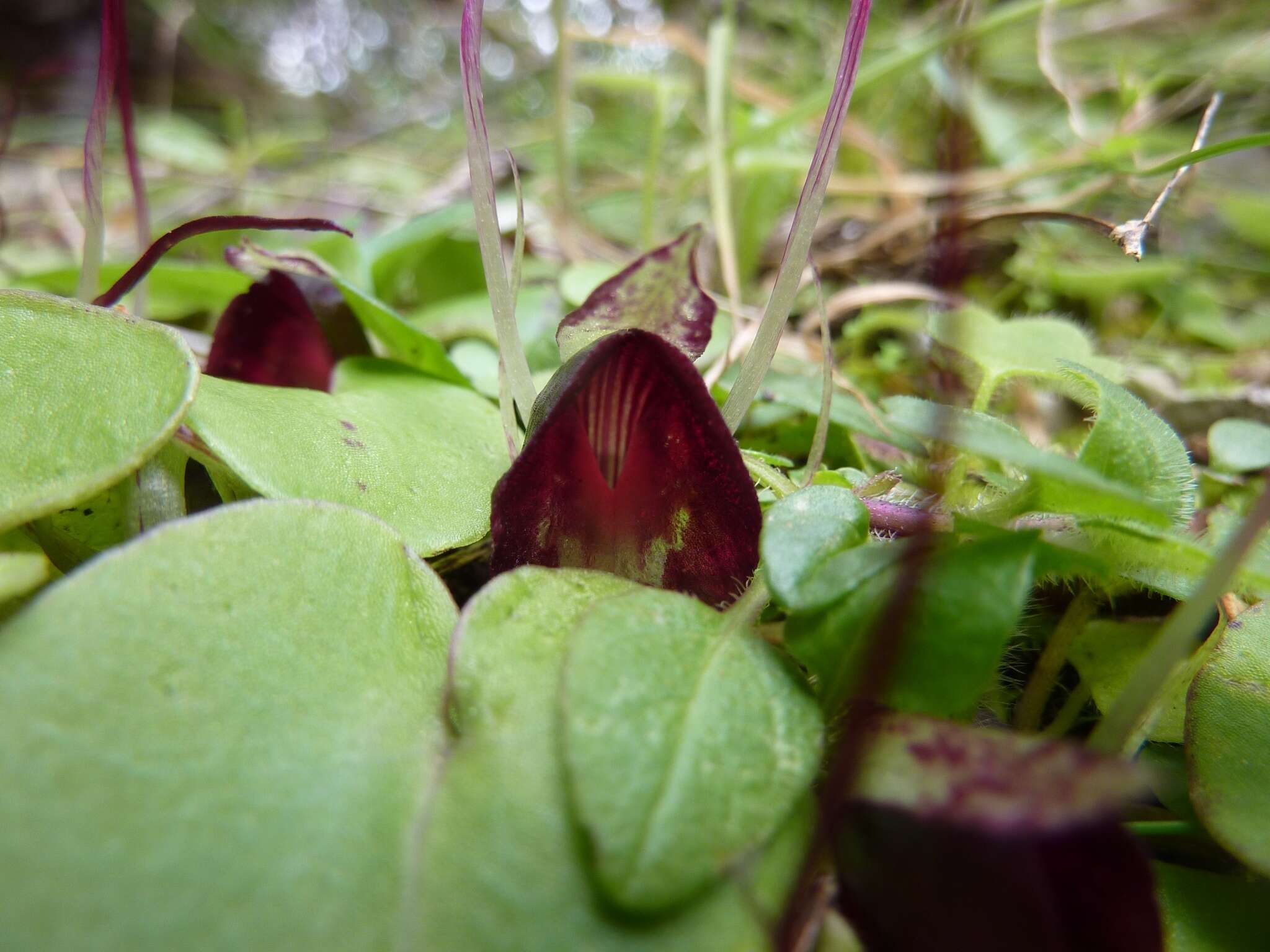 Image of Corybas macranthus (Hook. fil.) Rchb. fil.