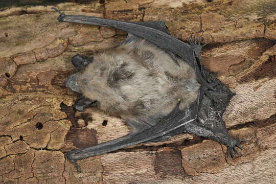 Image of White nose syndrome