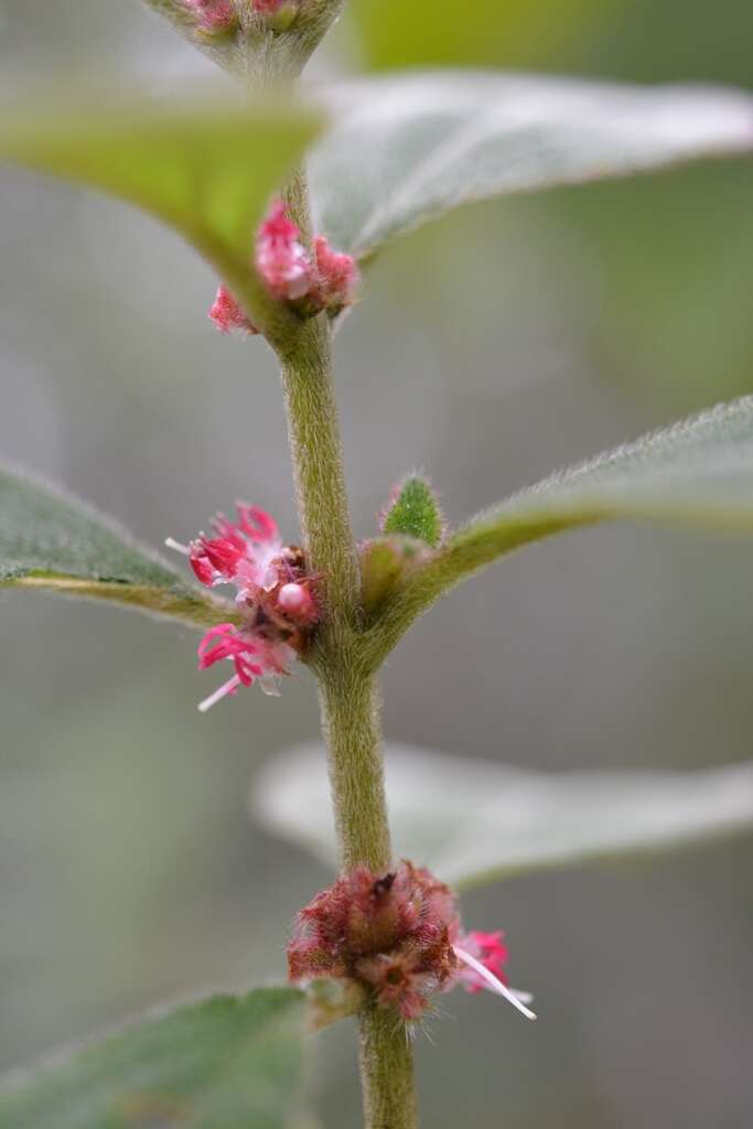 Image of Miconia sericea