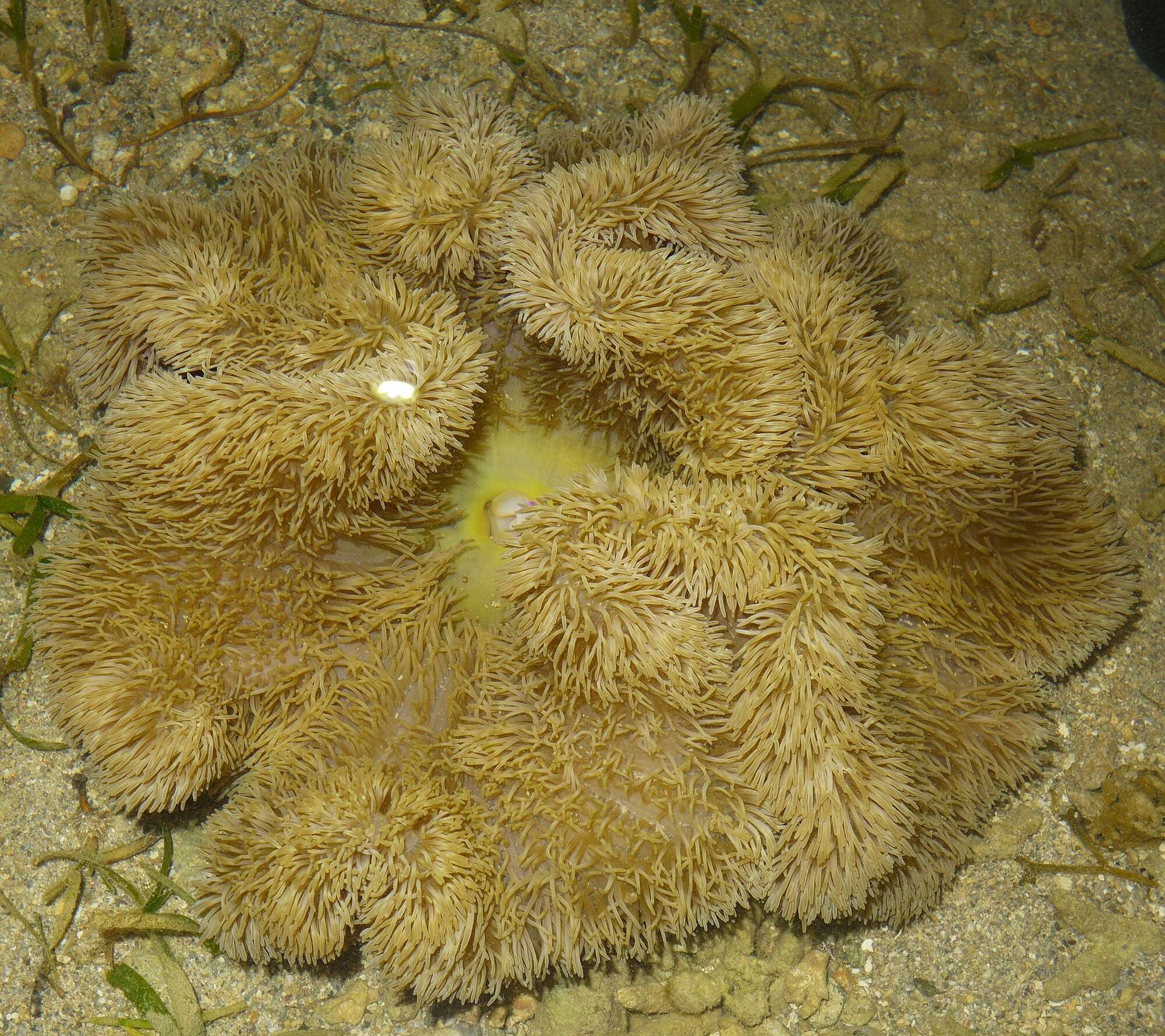 Image of Gigantic sea anemone