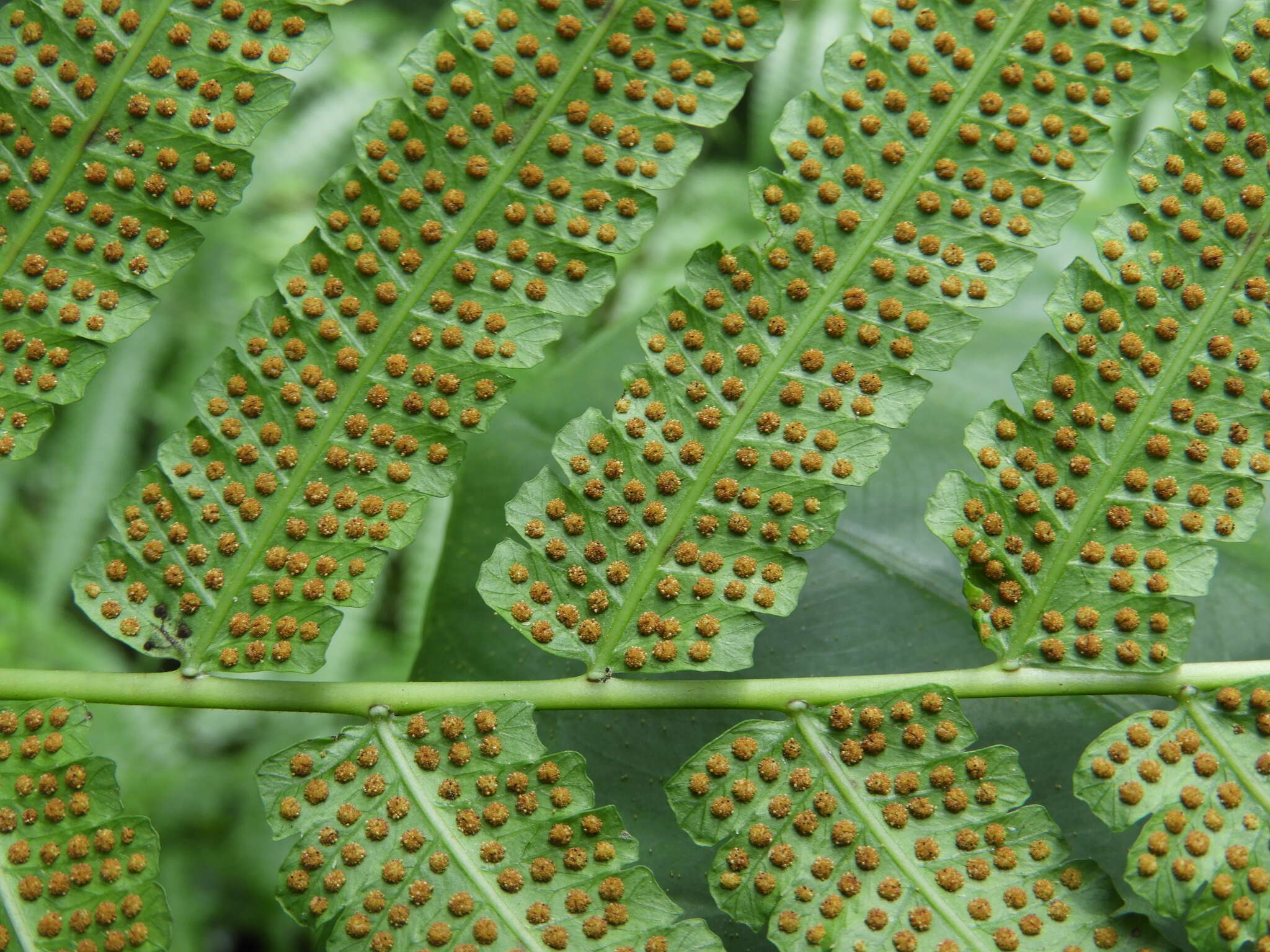 Image of Reholttumia truncata (Poir.) S. E. Fawc. & A. R. Sm.