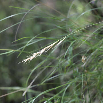 Plancia ëd Rytidosperma racemosum (R. Br.) Connor & Edgar