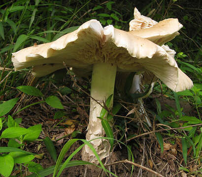 Image of Termitomyces umkowaan (Cooke & Massee) D. A. Reid 1975