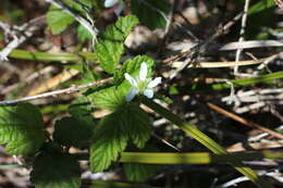 Rubus ursinus subsp. macropetalus (Dougl. ex Hook.) Taylor & Mac Bryde的圖片