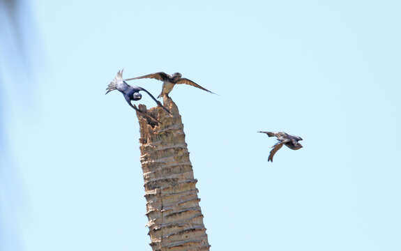 Image of Cuban Martin