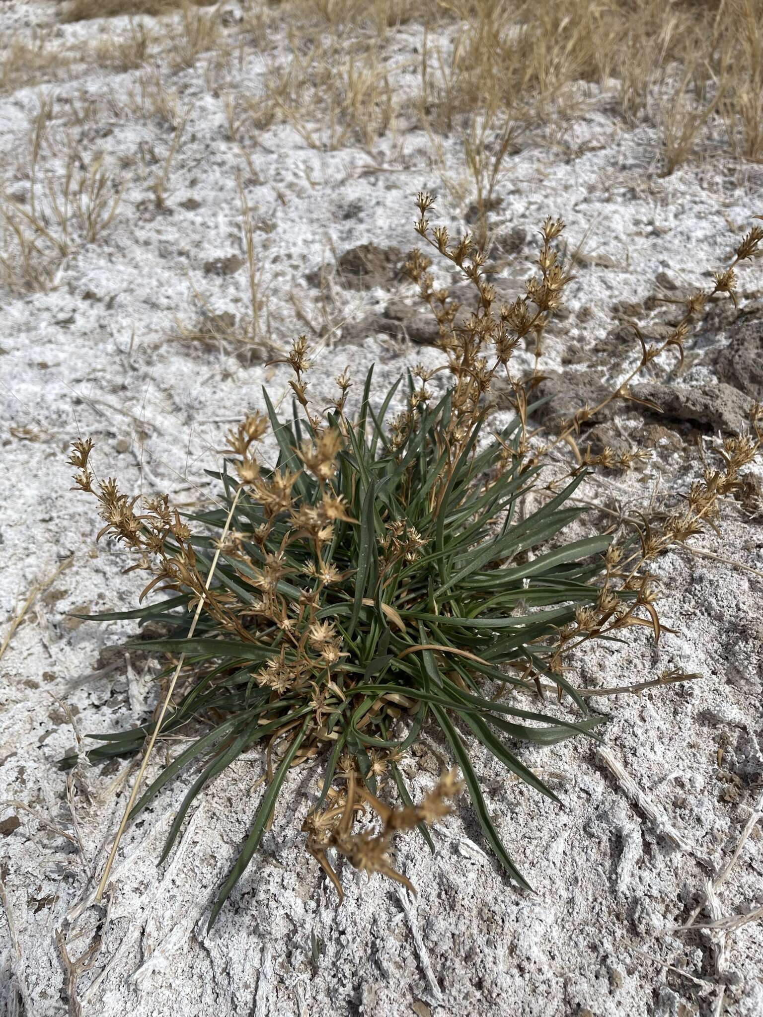 Imagem de Pyrrocoma racemosa var. sessiliflora (E. Greene) Mayes ex G. K. Brown & D. J. Keil