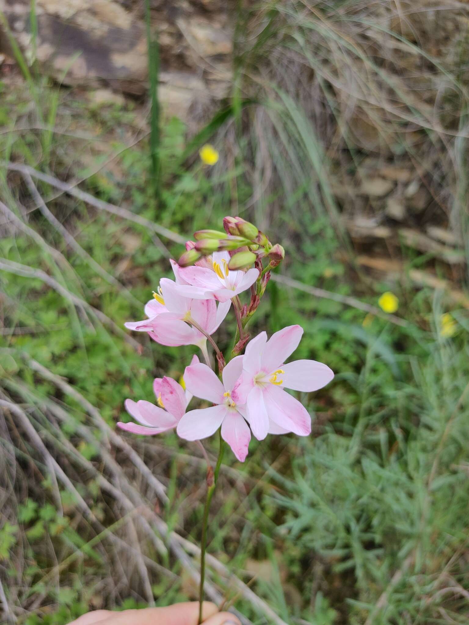 Image of Ixia longituba N. E. Br.