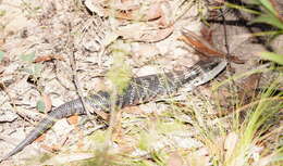 Image of Tiliqua scincoides scincoides (White 1790)