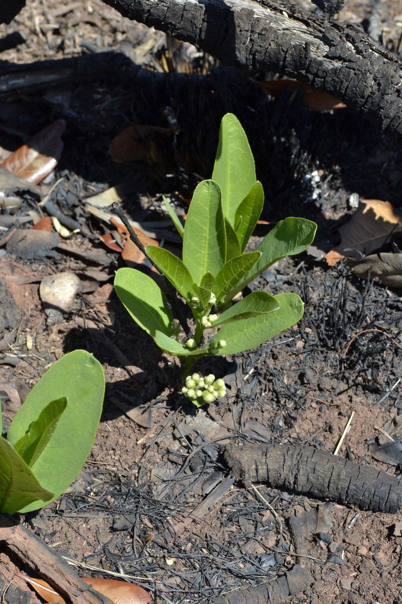 Image of Dichapetalum cymosum (Hook.) Engl.