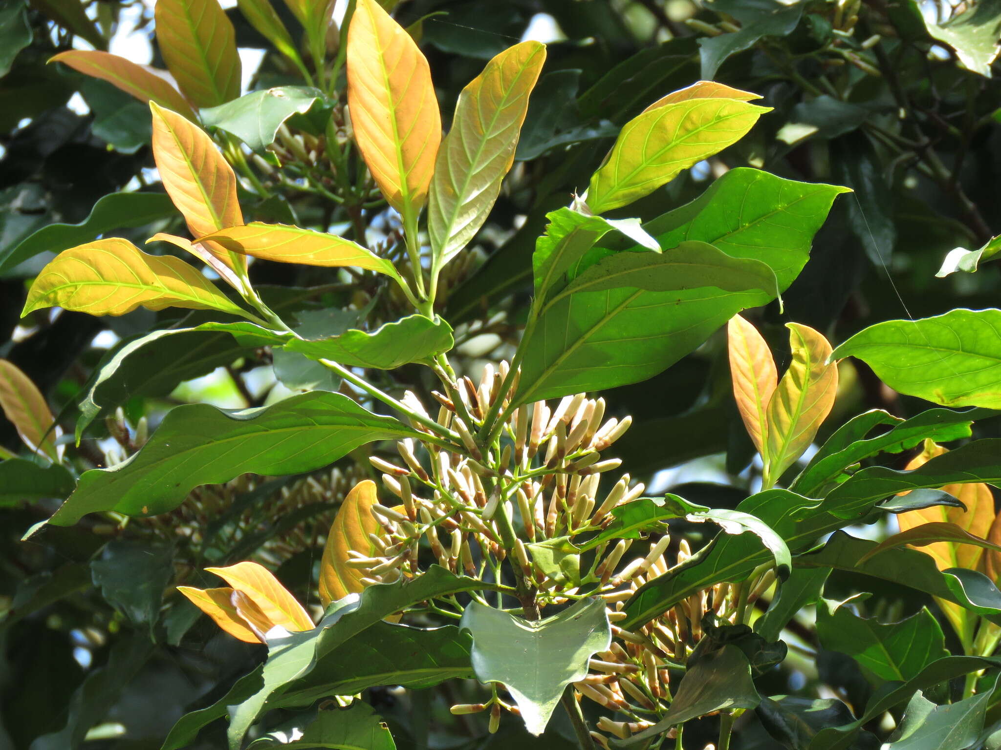 Image de Aidia cochinchinensis Lour.