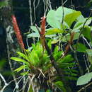 Image of Vriesea taritubensis E. Pereira & I. A. Penna