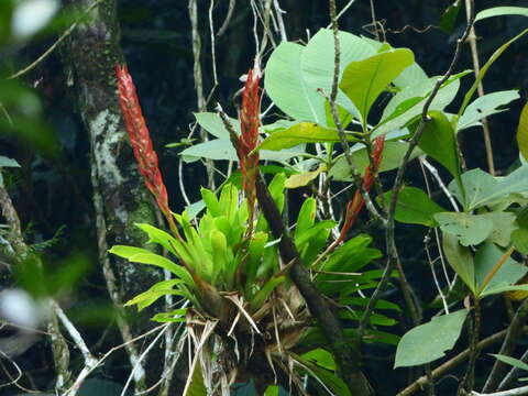 Image of Vriesea taritubensis E. Pereira & I. A. Penna