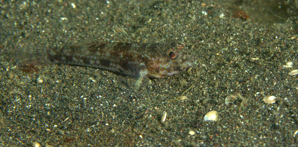 Plancia ëd Ancistrogobius