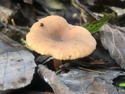 Imagem de Lactarius occidentalis A. H. Sm. 1960