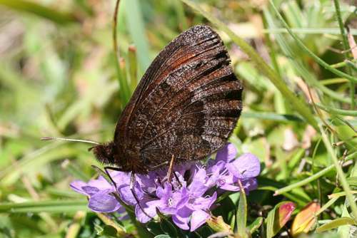 Sivun <i>Erebia pronoe vergy</i> kuva