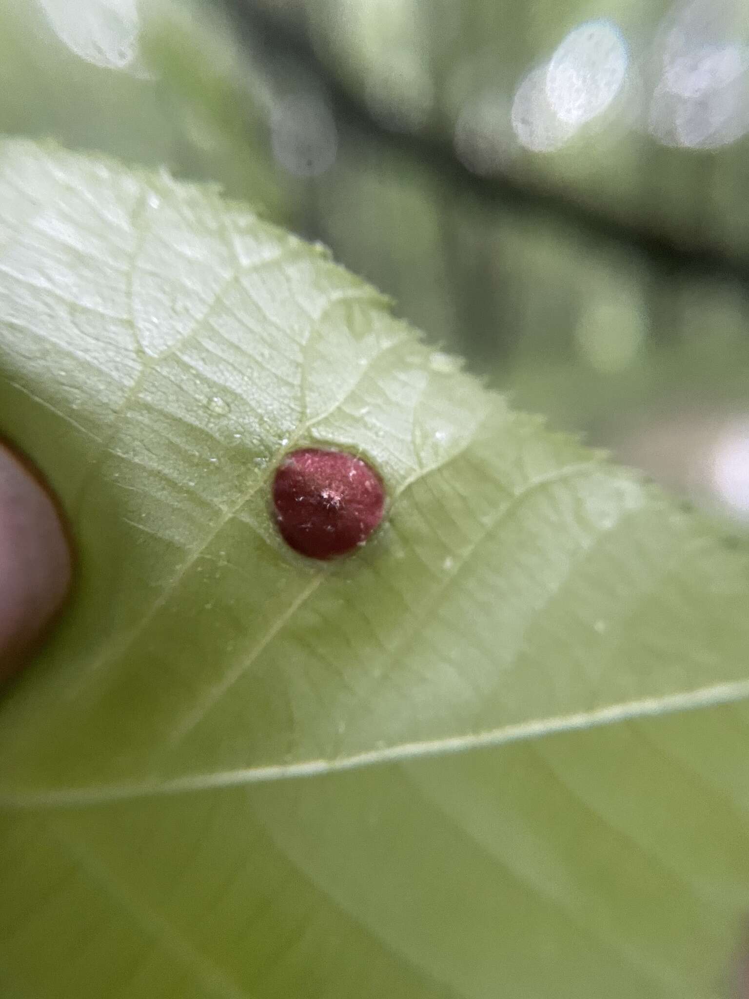 Image of Phylloxera conica (Shimer 1869)