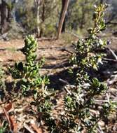 Image of Olearia minor (Benth.) N. S. Lander