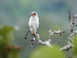 Image of Fielden's Falconet