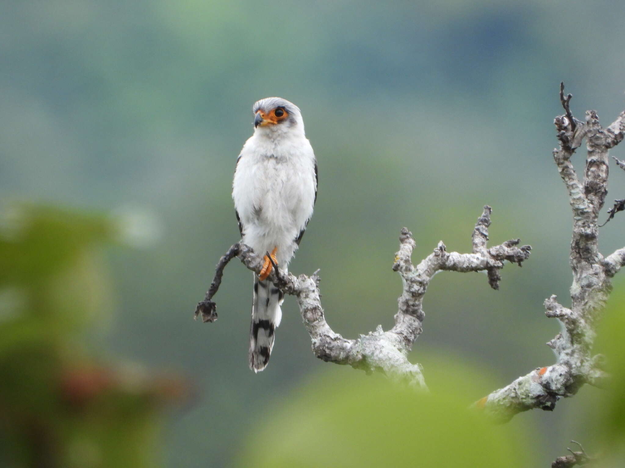 Image of Fielden's Falconet