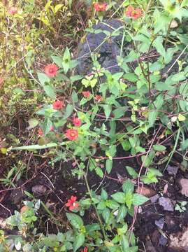 Image of Peruvian zinnia