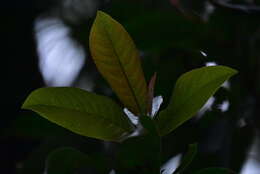 Image of Hydrangea integrifolia Hayata