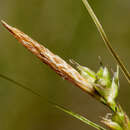 صورة Carex turbinata Liebm.