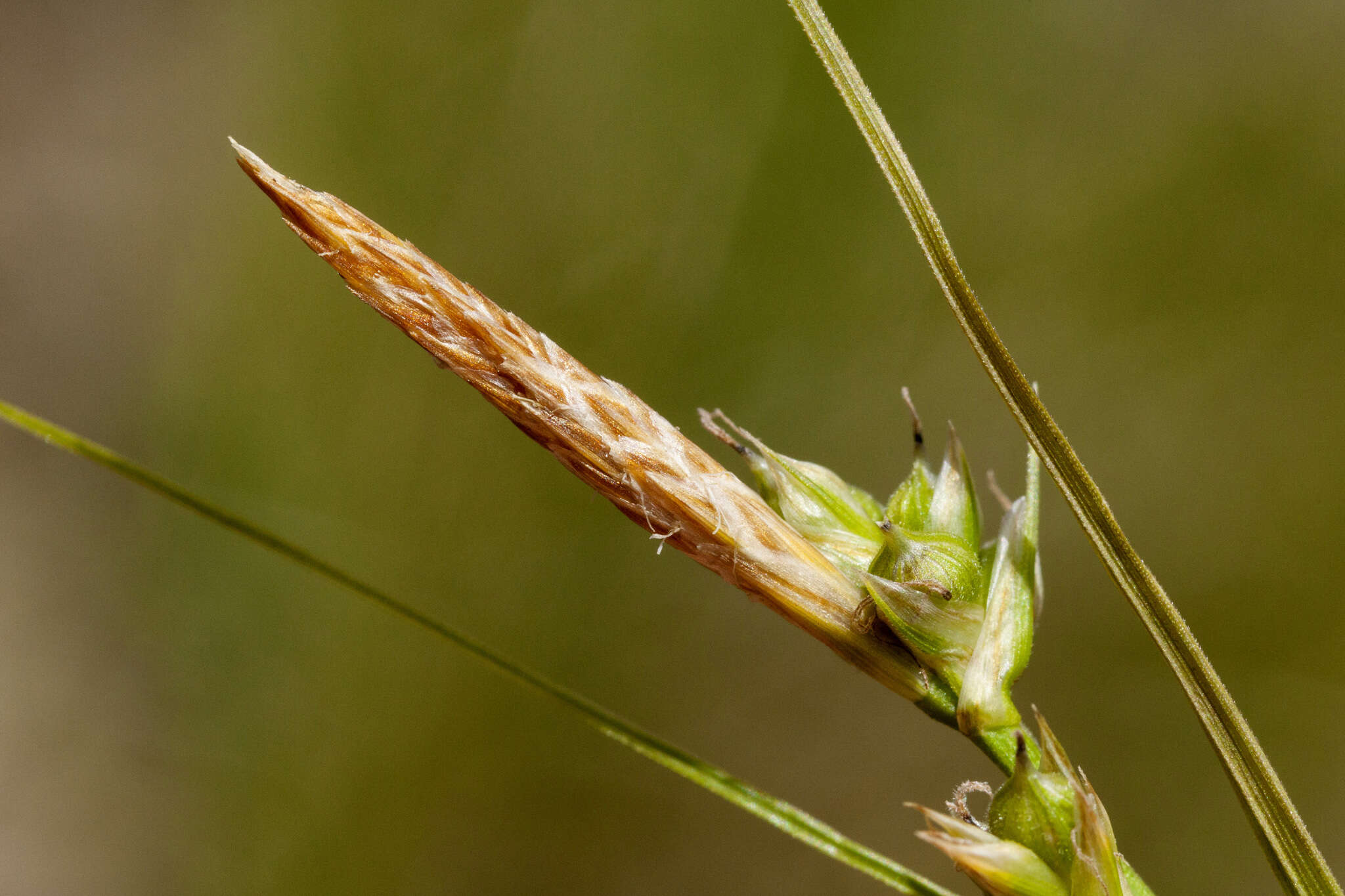 Image of Turban Sedge