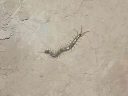 Image of Scolopendra canidens Newport 1844