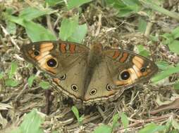 Image of <i>Junonia zonalis</i>