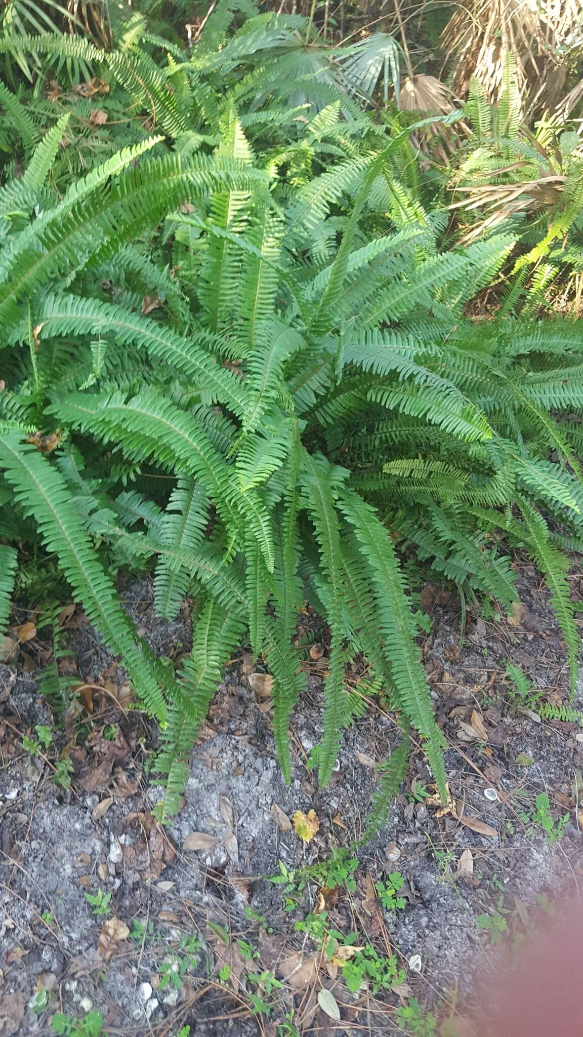 Image of Boston swordfern