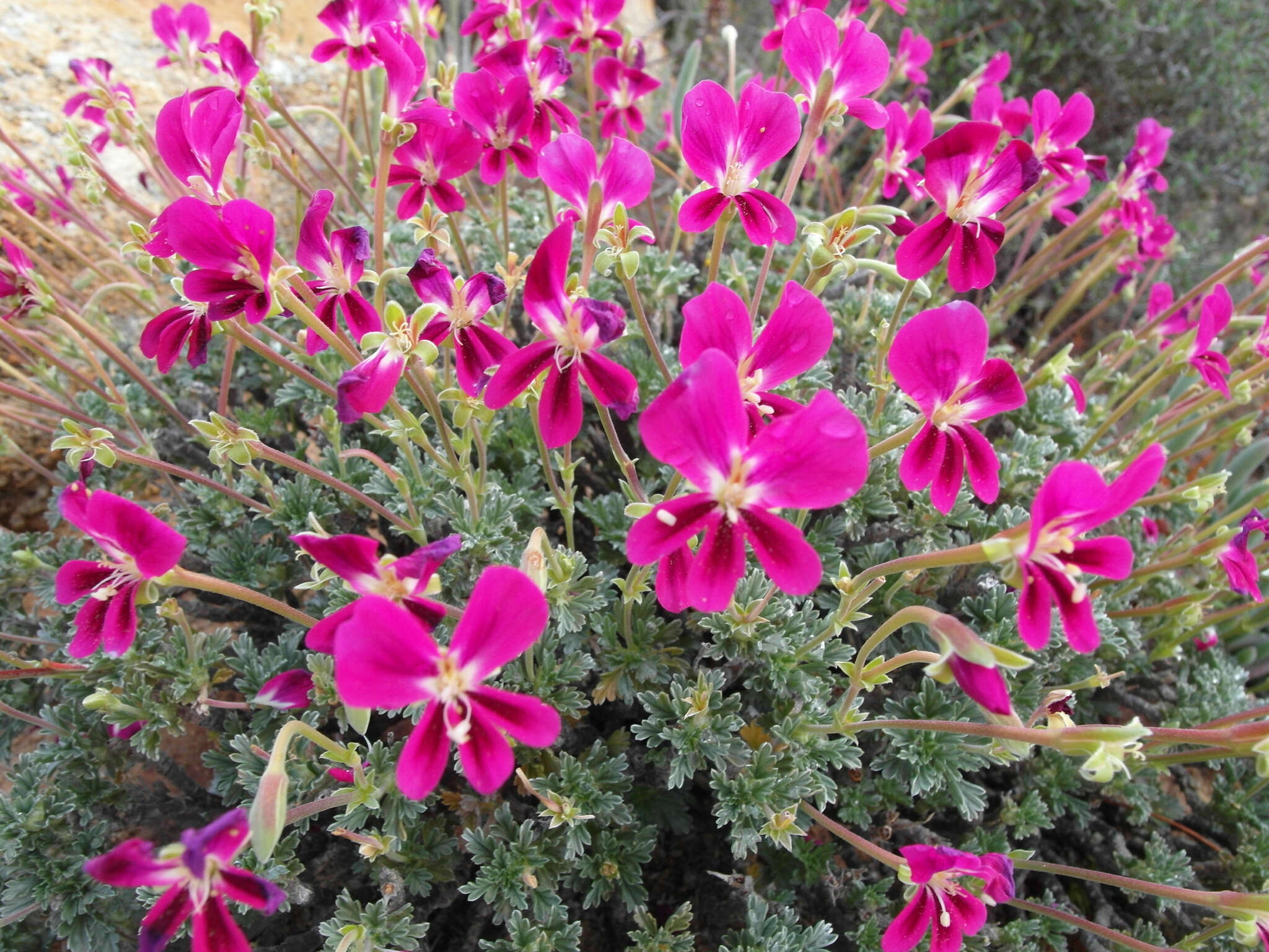 Image of Pelargonium sericifolium J. J. A. Van der Walt