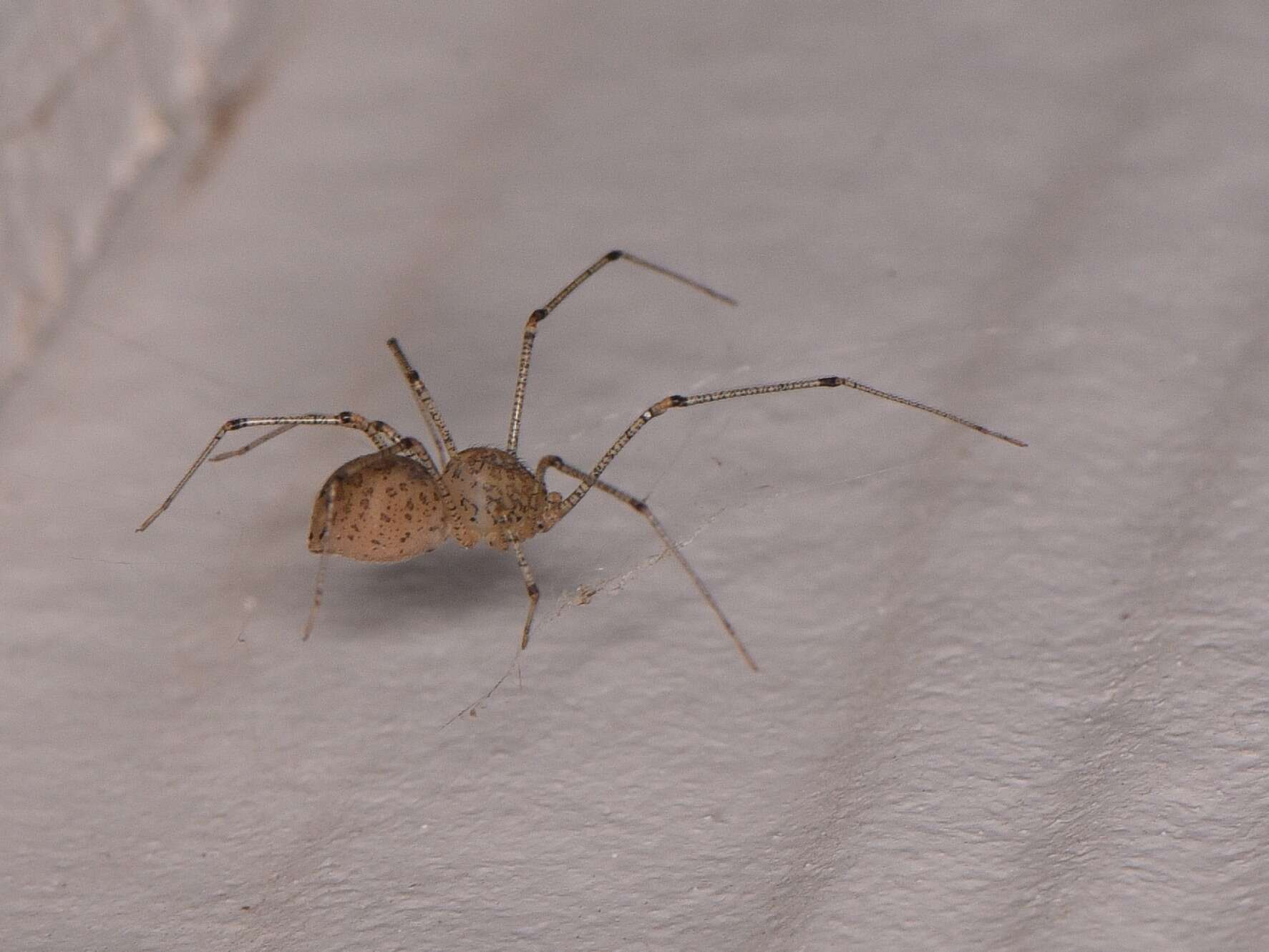 Image of Scytodes atlacoya Rheims, Brescovit & Durán-Barrón 2007