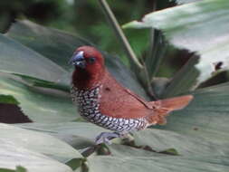 Image of Nutmeg Mannikin