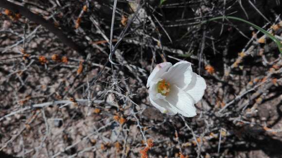 Imagem de Habranthus chichimeca (T. M. Howard & S. Ogden) Flagg, G. Lom. Sm. & Meerow