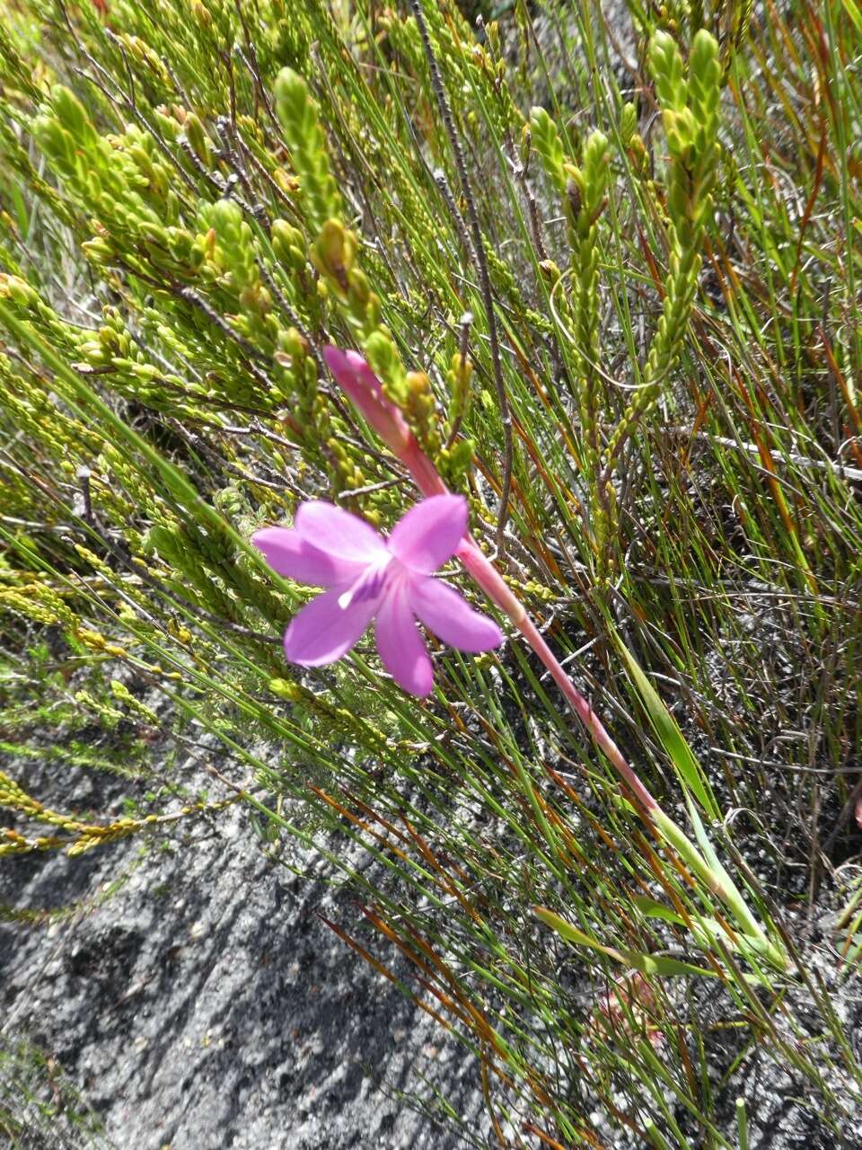 Imagem de Watsonia coccinea (Herb. ex Baker) Baker