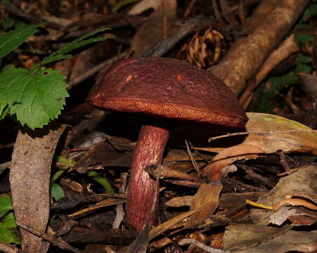 Image of Boletus barragensis Grgur. 1997