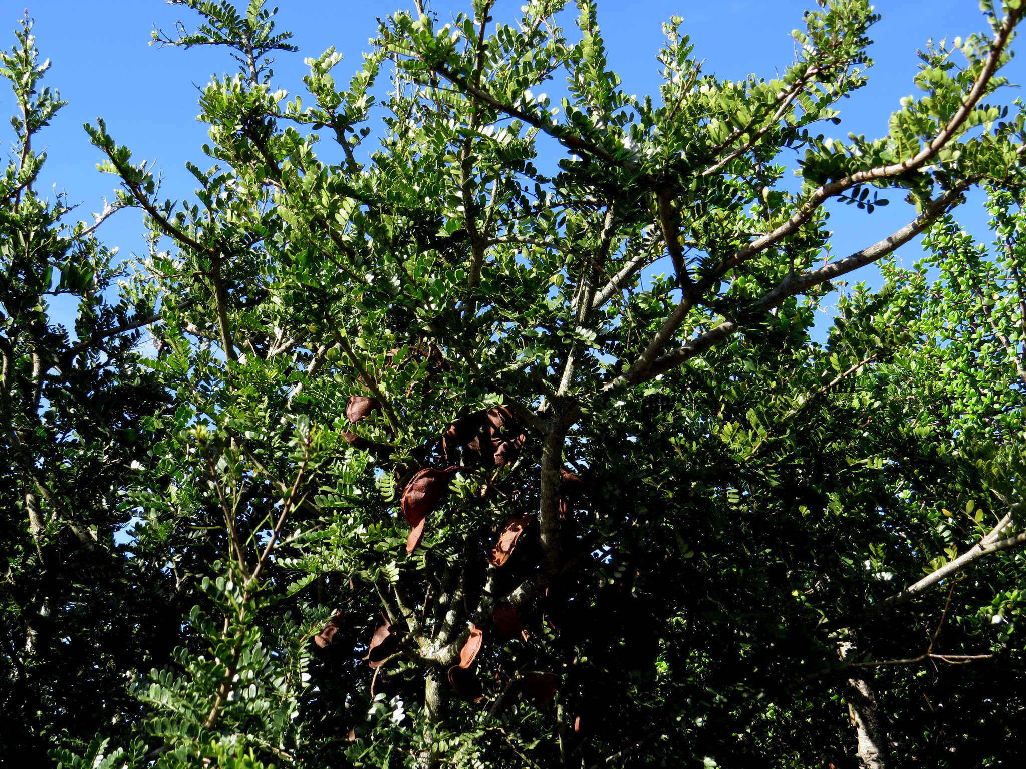 Image of Hottentot's Bean