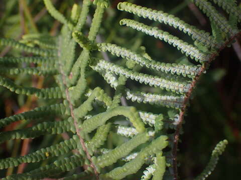 Image de Gleichenia mendellii (G. Schneid.) S. B. Andrews