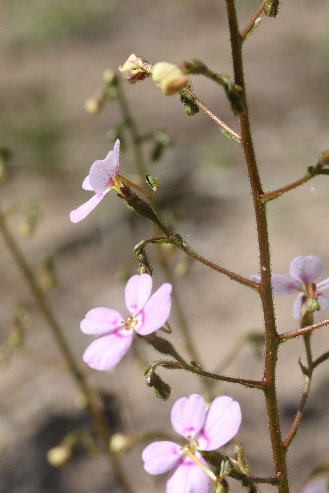 Image of Stylidium laricifolium Rich.