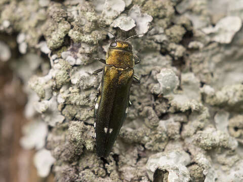 Image of Oak Splendor Beetle