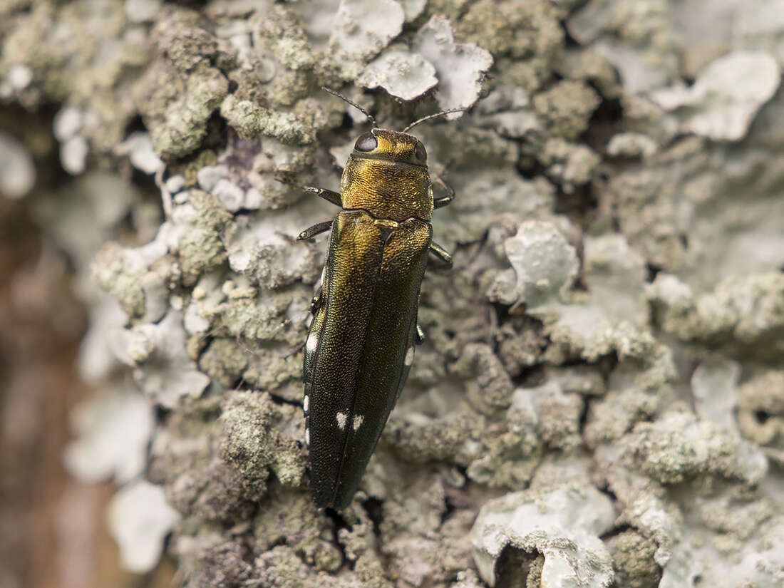 Image of Oak Splendor Beetle