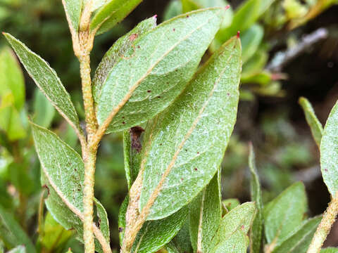 Imagem de Rhododendron rubropilosum Hayata