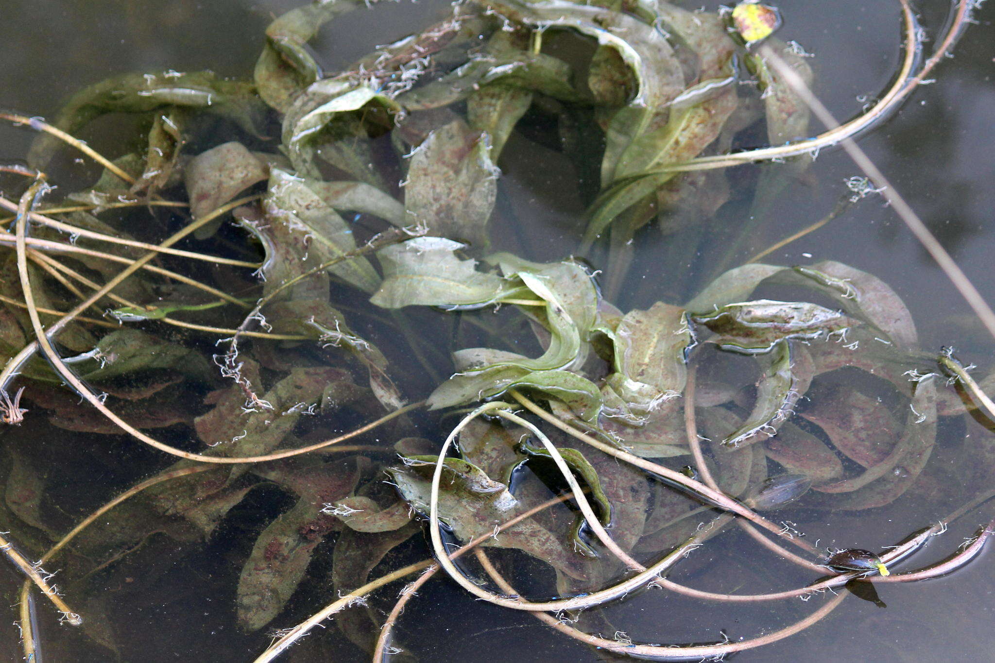 Image of Ottelia ulvifolia (Planch.) Walp.