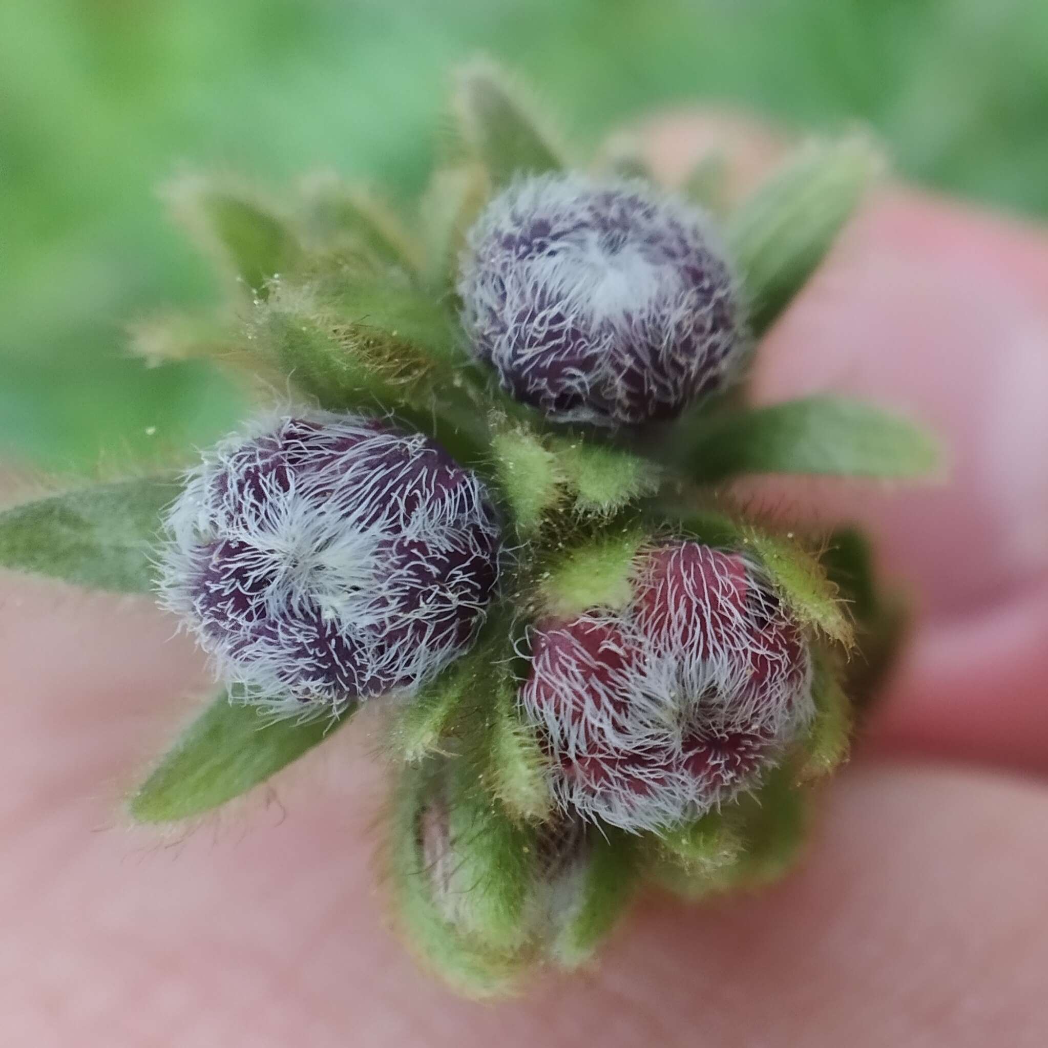 Image of Cynoglossum clandestinum Desf.