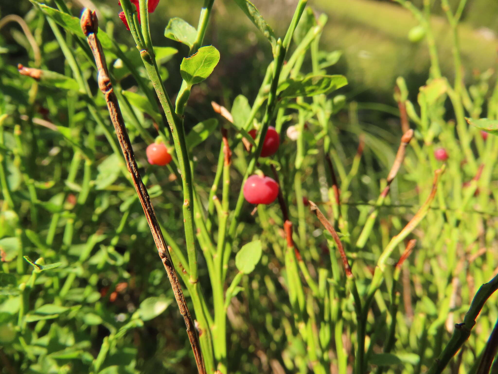 Image of grouse whortleberry