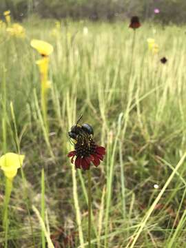 Image of Grass-Leaf Coneflower