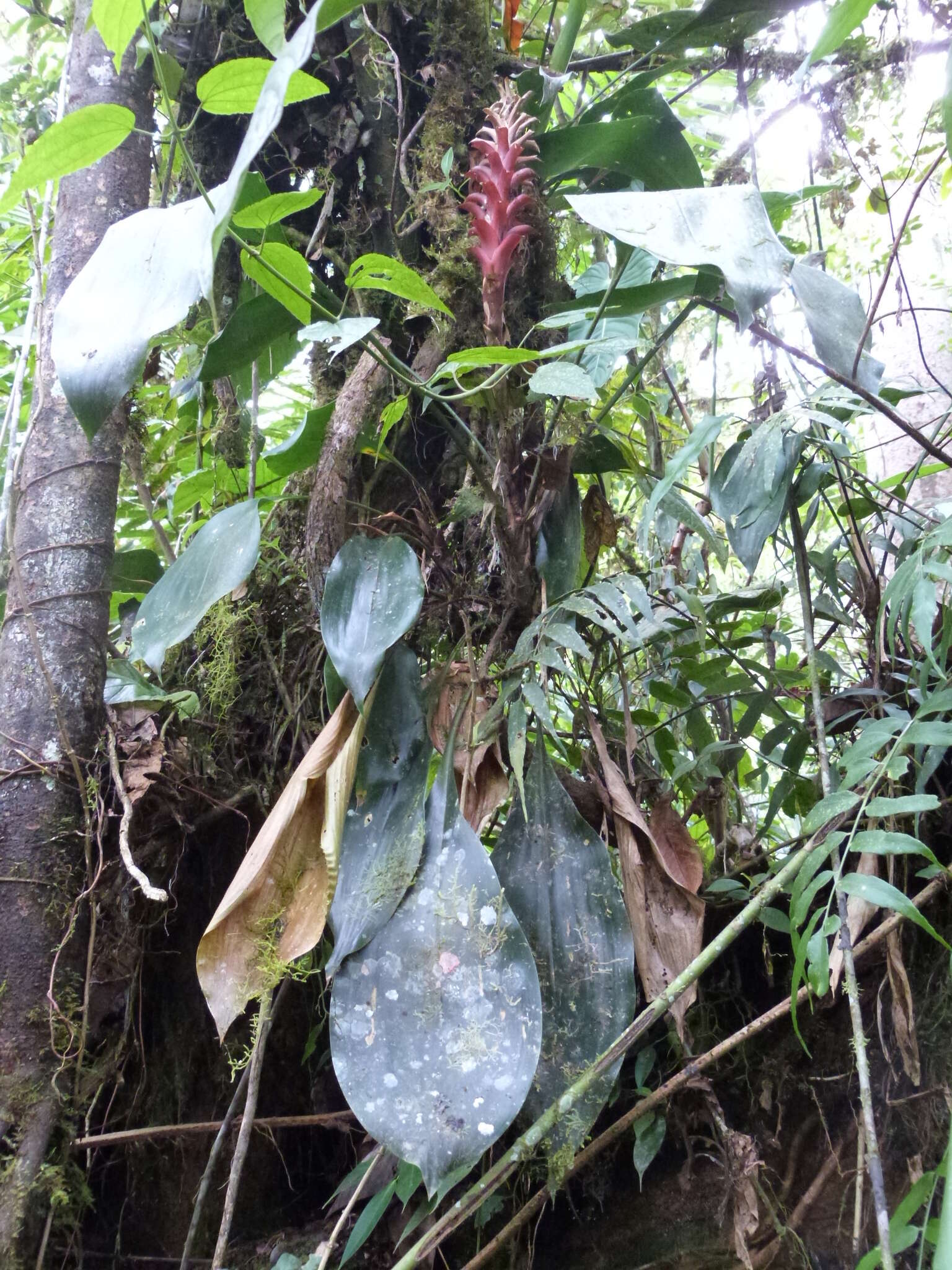 Image of Pitcairnia nigra (Carrière) André