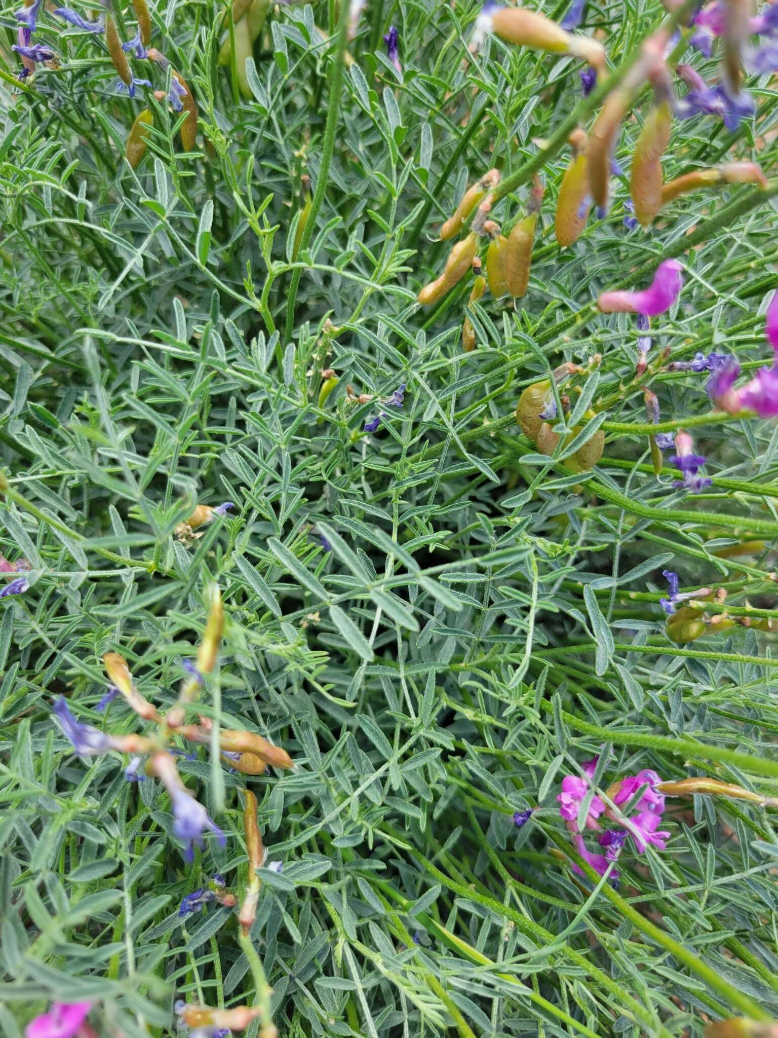 Plancia ëd Astragalus coltonii M. E. Jones