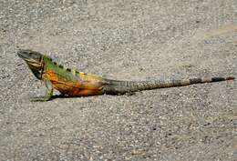 Image of Western Spiny-tailed Iguana